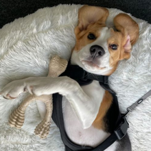 Load image into Gallery viewer, The Better Bone Natural Dog Bone BetterBone CLASSIC - All Natural, Non-Toxic, Safer on Teeth, Soft, Puppy, Dog Chew-NYLON FREE