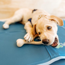 Load image into Gallery viewer, The Better Bone Natural Dog Bone BetterBone CLASSIC - All Natural, Non-Toxic, Safer on Teeth, Soft, Puppy, Dog Chew-NYLON FREE