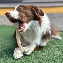 Load image into Gallery viewer, The Better Bone Natural Dog Bone BetterBone CLASSIC - All Natural, Non-Toxic, Safer on Teeth, Soft, Puppy, Dog Chew-NYLON FREE