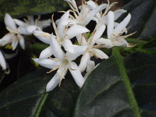 Load image into Gallery viewer, Bold Bean Coffee Roasters Ethiopia Natural Yirgacheffe