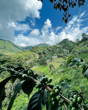 Load image into Gallery viewer, Canyon Coffee Willington Gutierrez Gesha (Washed)