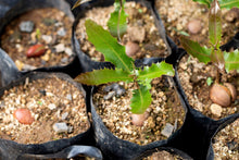 Load image into Gallery viewer, Macadamia.US 1,000,000 Macadamia Tree Planting Project