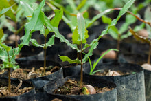 Load image into Gallery viewer, Macadamia.US 1,000,000 Macadamia Tree Planting Project