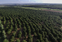 Load image into Gallery viewer, Macadamia.US 1,000,000 Macadamia Tree Planting Project