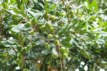 Load image into Gallery viewer, Macadamia.US 1,000,000 Macadamia Tree Planting Project