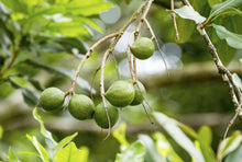 Load image into Gallery viewer, Macadamia.US 1,000,000 Macadamia Tree Planting Project