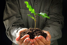Load image into Gallery viewer, Macadamia.US 1,000,000 Macadamia Tree Planting Project