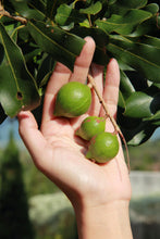 Load image into Gallery viewer, Macadamia.US 1,000,000 Macadamia Tree Planting Project