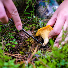 Load image into Gallery viewer, North Spore Dried Wild Chanterelle Mushrooms