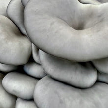 Load image into Gallery viewer, North Spore Organic Blue Oyster Mushroom Grain Spawn