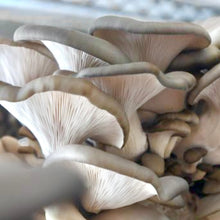 Load image into Gallery viewer, North Spore Organic Blue Oyster Mushroom Grain Spawn