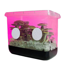Load image into Gallery viewer, North Spore 2" Adhesive Monotub 100% Recycled Disc Filters