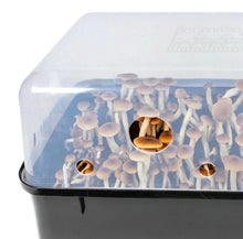 Load image into Gallery viewer, North Spore 'Boomr Bin' Mushroom Monotub