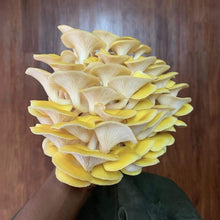 Load image into Gallery viewer, North Spore Organic Golden Oyster ‘Spray & Grow’ Mushroom Growing Kit