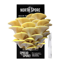 Load image into Gallery viewer, North Spore Organic Golden Oyster ‘Spray & Grow’ Mushroom Growing Kit