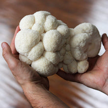 Load image into Gallery viewer, North Spore Organic Lion's Mane ‘Spray & Grow’ Mushroom Growing Kit