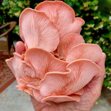 Load image into Gallery viewer, North Spore Organic Pink Oyster ‘Spray & Grow’ Mushroom Growing Kit