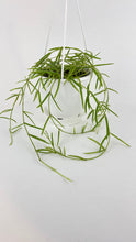 Load image into Gallery viewer, Bumble Plants Hoya Linearis