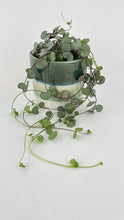Load image into Gallery viewer, Bumble Plants Silver Glory String of Hearts