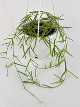 Load image into Gallery viewer, Bumble Plants Hoya Linearis