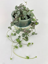 Load image into Gallery viewer, Bumble Plants Silver Glory String of Hearts