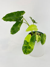 Load image into Gallery viewer, Bumble Plants Variegated Philodendron Burle Marx