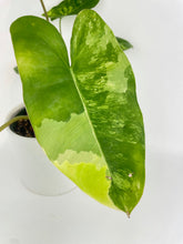 Load image into Gallery viewer, Bumble Plants Variegated Philodendron Burle Marx