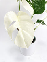 Load image into Gallery viewer, Bumble Plants Monstera Borsigiana Variegata Albo (Mature Mother Plant)