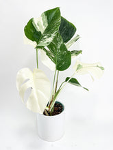 Load image into Gallery viewer, Bumble Plants Monstera Borsigiana Variegata Albo (Mature Mother Plant)