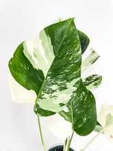 Load image into Gallery viewer, Bumble Plants Monstera Borsigiana Variegata Albo (Mature Mother Plant)