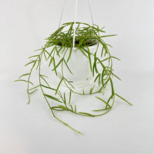 Load image into Gallery viewer, Bumble Plants Hoya Linearis