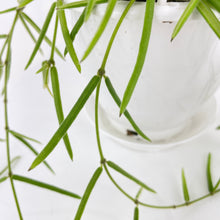 Load image into Gallery viewer, Bumble Plants Hoya Linearis