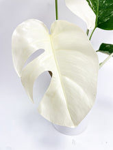 Load image into Gallery viewer, Bumble Plants Monstera Borsigiana Variegata Albo (Mature Mother Plant)