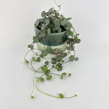 Load image into Gallery viewer, Bumble Plants Silver Glory String of Hearts