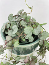 Load image into Gallery viewer, Bumble Plants Silver Glory String of Hearts