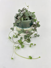 Load image into Gallery viewer, Bumble Plants Silver Glory String of Hearts