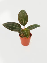 Load image into Gallery viewer, Bumble Plants Jewel Orchid Ludisia Discolor