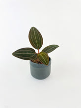 Load image into Gallery viewer, Bumble Plants Jewel Orchid Ludisia Discolor