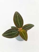 Load image into Gallery viewer, Bumble Plants Jewel Orchid Ludisia Discolor