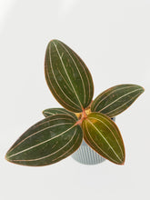 Load image into Gallery viewer, Bumble Plants Jewel Orchid Ludisia Discolor