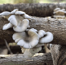 Load image into Gallery viewer, North Spore Organic Blue Oyster Mushroom Outdoor Log Growing Kit