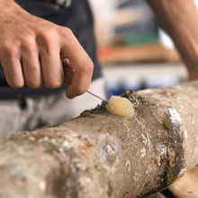 Load image into Gallery viewer, North Spore Organic Red Reishi Mushroom Outdoor Log Growing Kit