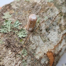 Load image into Gallery viewer, North Spore Organic Red Reishi Mushroom Outdoor Log Growing Kit