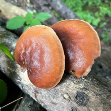 Load image into Gallery viewer, North Spore Organic Red Reishi Mushroom Outdoor Log Growing Kit