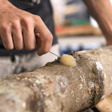Load image into Gallery viewer, North Spore Organic Shiitake Mushroom Outdoor Log Kit