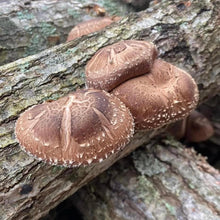 Load image into Gallery viewer, North Spore Organic Shiitake Mushroom Outdoor Log Kit