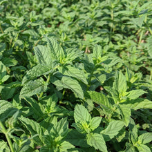 Load image into Gallery viewer, Euphrates Mint - Burlap & Barrel