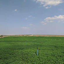 Load image into Gallery viewer, Euphrates Mint - Burlap & Barrel