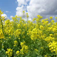 Load image into Gallery viewer, Andante Yellow Mustard Seeds - Burlap & Barrel