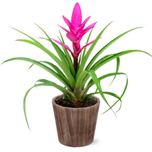 Load image into Gallery viewer, Pink Bromeliad by BloomsyBox